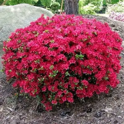 Азалия КАНЗОНЕТТА японская в Барановичах