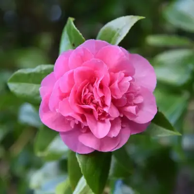 Камелия ДЕББИ в Барановичах