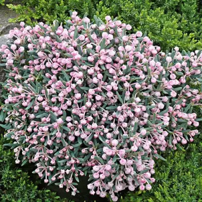 Андромеда БЛЮ АЙС многолистная   в Барановичах