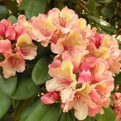 Рододендрон ФЛАУТАНДО в Барановичах