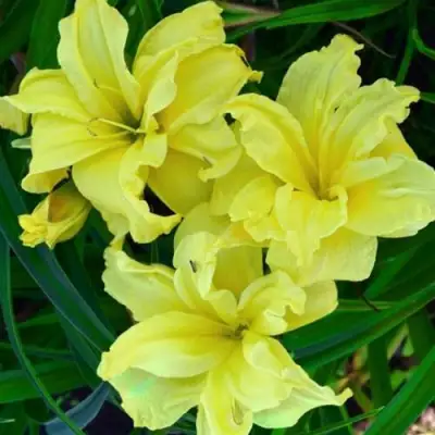 Лилейник ДАБЛ РИВЕР ВАЙ гибридный в Барановичах