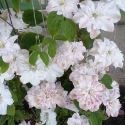 Клематис ИННОСЕНТ БЛАШ в Барановичах