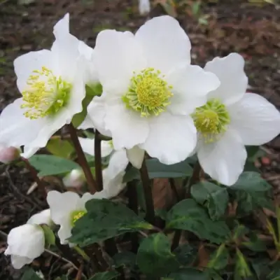 Морозник ЧЕРНЫЙ в Барановичах