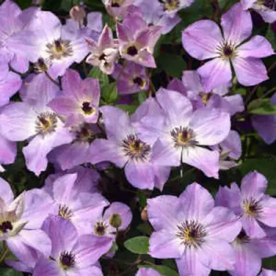 Клематис МОНИНГ СКАЙ в Барановичах