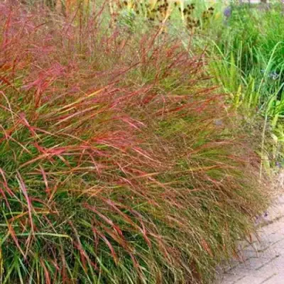 Просо ШЕНАНДО прутьевидное в Барановичах