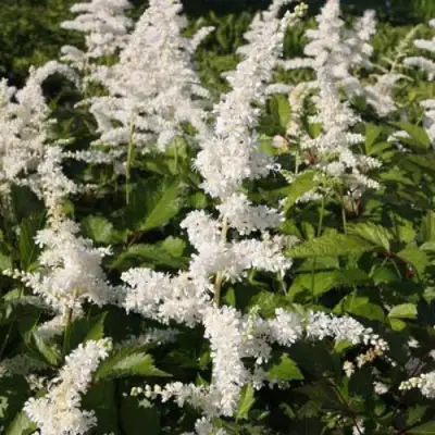 Астильба ДОЙЧЛАНД японская в Барановичах