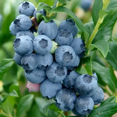 Голубика ХАРДИБЛЮ в Барановичах