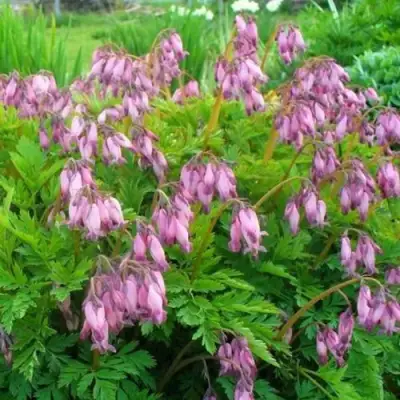 Дицентра изящная в Барановичах