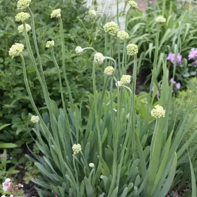 Лук слизун в Барановичах