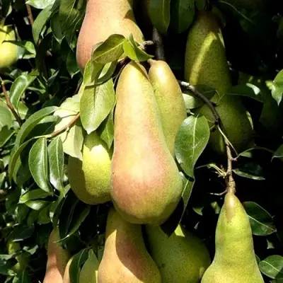 Груша КОНКОРД в Барановичах