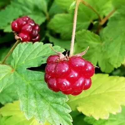 Княженика АННА в Барановичах