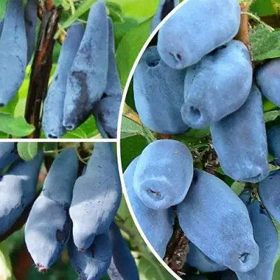 Комплект СИЯНИЕ ГЛАЗ в Барановичах