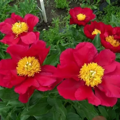 Пион АМЕРИКА травянистый в Барановичах