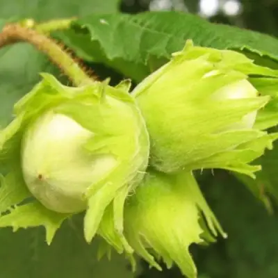 Фундук КАТАЛОНСКИЙ в Барановичах