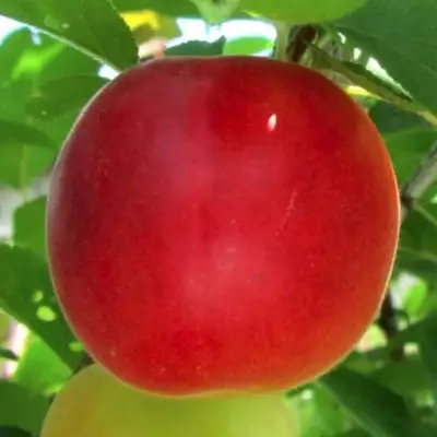 Плумкот БИРИКОККОЛО БОЛОГНЕС в Барановичах