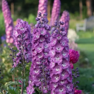 Дельфиниум ДЕЛЬФИС ПИНК ПАУЭ высокий в Барановичах