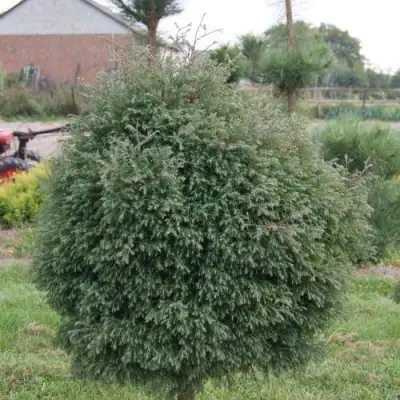 Туя вересковидная в Барановичах