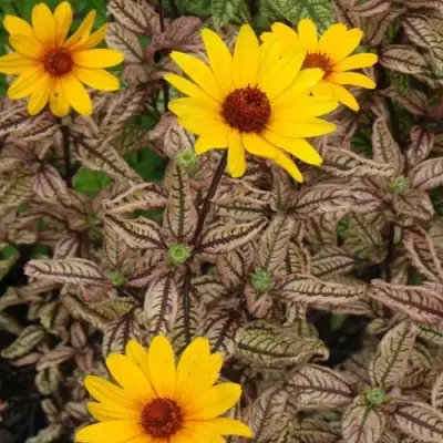 Гелиопсис САММЕР ПИНК в Барановичах