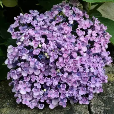 Гортензия АИША крупнолистная  в Барановичах