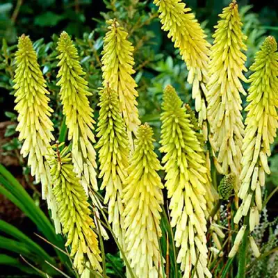 Книфофия ЛИТТЛ МЕЙД гибридная в Барановичах