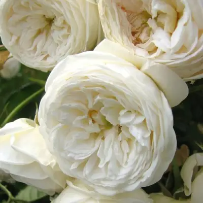 Роза АРТЕМИС шраб в Барановичах