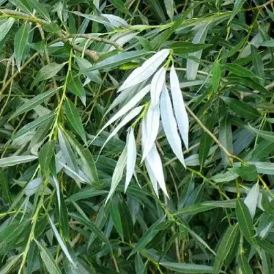 Ива ломкая  в Барановичах