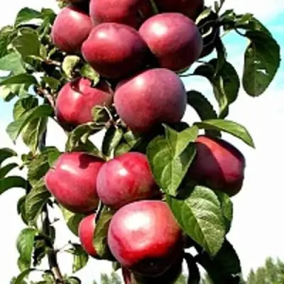 Яблоня МОСКОВСКОЕ ОЖЕРЕЛЬЕ колонновидная в Барановичах