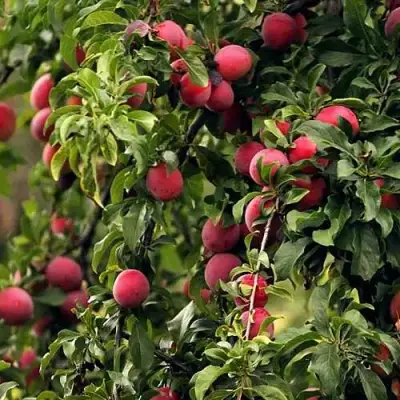 Слива КЛЕОПАТРА в Барановичах