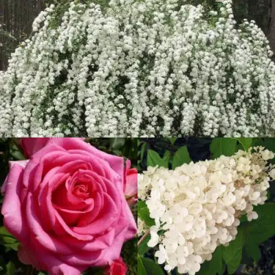 Комплект ВЕЧНАЯ КЛАССИКА в Барановичах