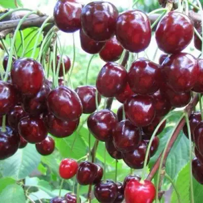 Черешня ОВСТУЖЕНКА в Барановичах