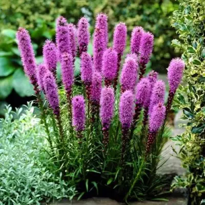 Лиатрис РОЗЕА колосковая в Барановичах