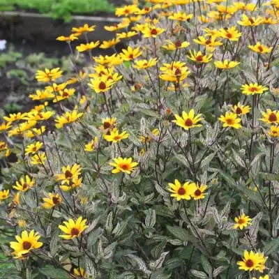 Гелиопсис САММЕР ПИНК в Барановичах