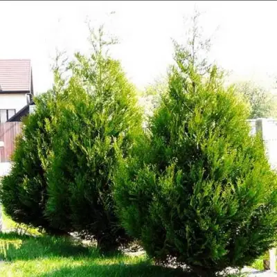 Туя АТРОВИРЕНС складчатая в Барановичах