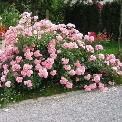 Роза БОНИКА флорибунда в Барановичах