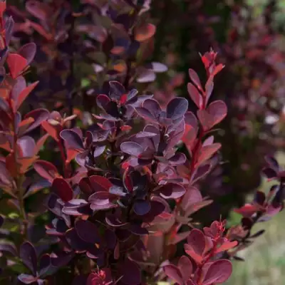 Барбарис ХЕЛМОНД ПИЛЛАР тунберга в Барановичах