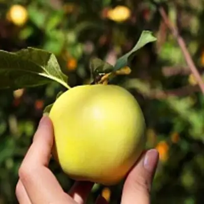 Яблоня РОССИЯНКА в Барановичах