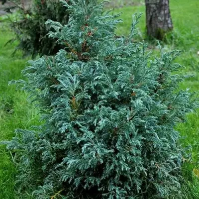 Кипарисовик БЕБИ БЛЮ горохоплодный в Барановичах