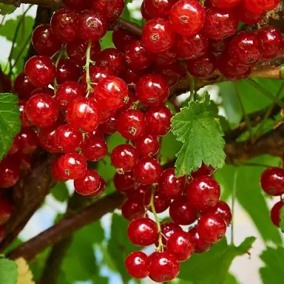 Смородина красная НАТАЛИ в Барановичах