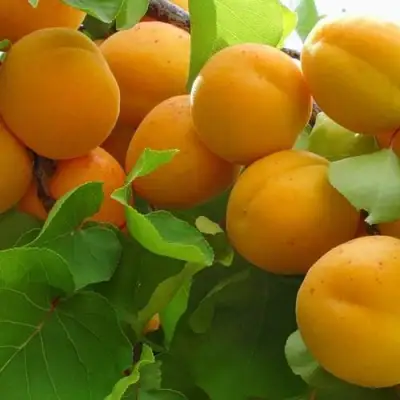 Абрикос ЖИГУЛЕВСКИЙ СУВЕНИР в Барановичах