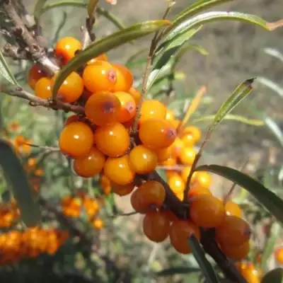 Облепиха СУДАРУШКА в Барановичах