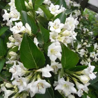 Вейгела БРИСТОЛЬСКАЯ СНЕЖИНКА в Барановичах