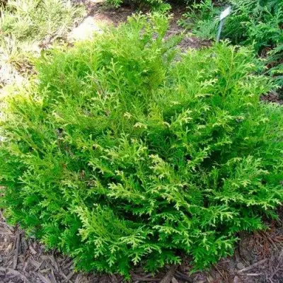 Туевик НАНА долотовидный  в Барановичах