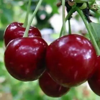 Вишня ГРИОТ БЕЛОРУССКИЙ в Барановичах