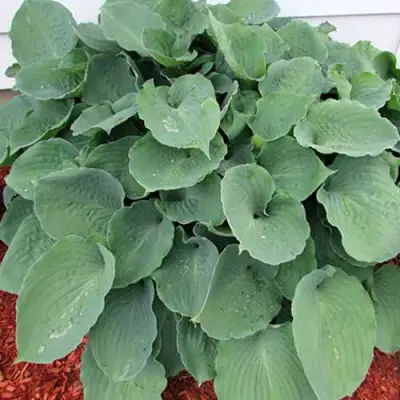 Хоста МУНЛАЙТ СОНАТА гибридная в Барановичах