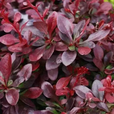 Барбарис АТРОПУРПУРЕА НАНА тунберга в Барановичах