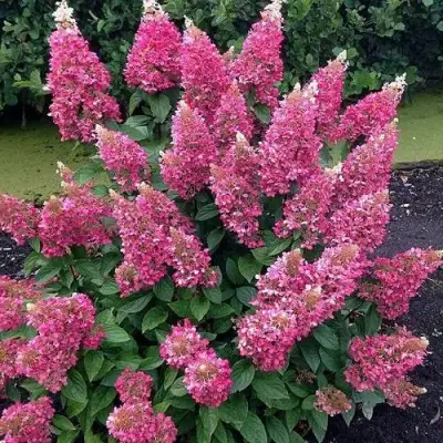 Гортензия МЕГА МИНДИ метельчатая в Барановичах