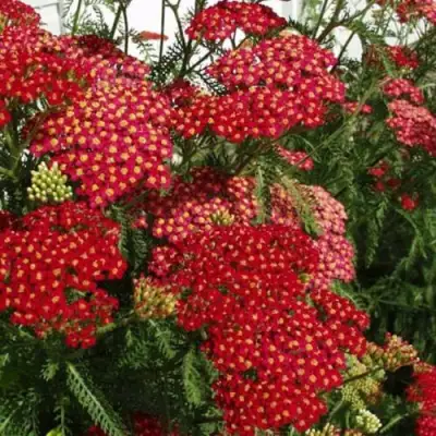 Тысячелистник ПАПРИКА обыкновенный в Барановичах