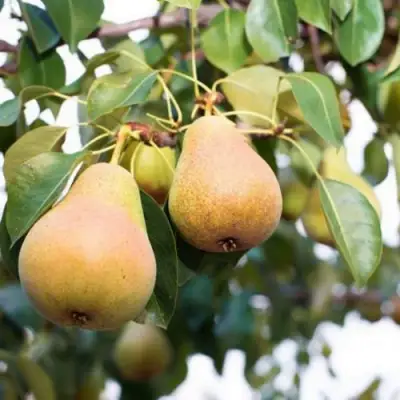 Груша ВЫСТАВОЧНАЯ в Барановичах