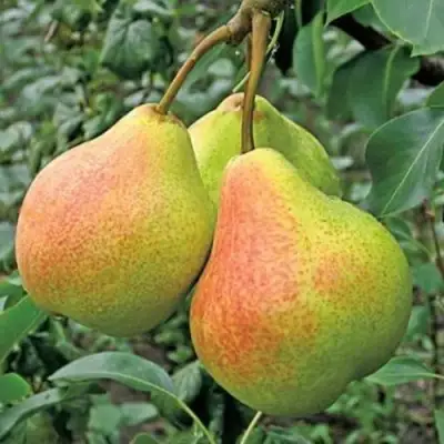 Груша ПАМЯТЬ ЯКОВЛЕВА в Барановичах