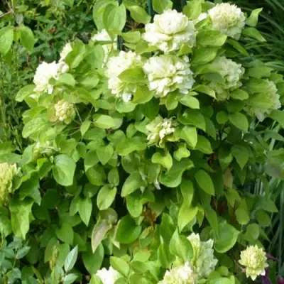 Клематис КОХАНА в Барановичах